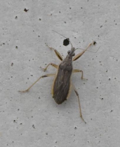 Himacerus major